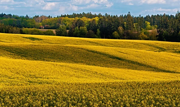 Schöne Rapsfeld Sommer ländliche Landschaft — Stockfoto