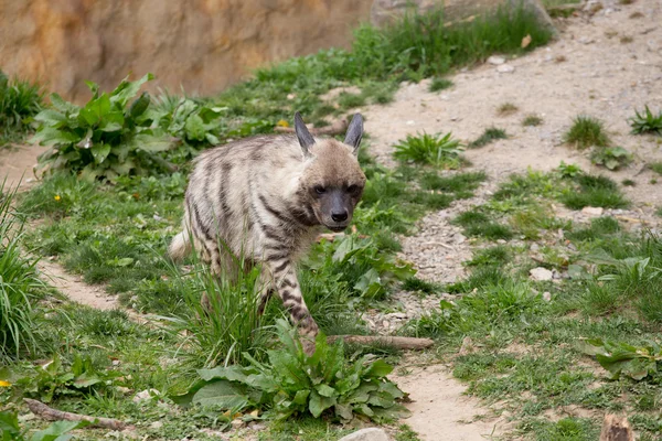 Hiena rayada (Hyaena hyaena) — Foto de Stock