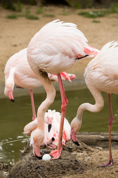 Nesting Rose Flamingo with eng in nest — Stock Photo, Image