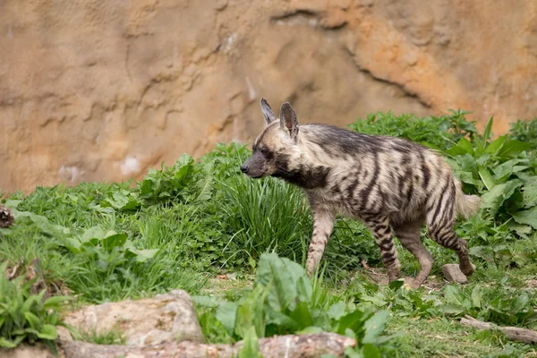 Çizgili sırtlan (Hyaena hyaena)