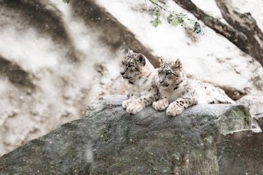 kar leoparı aile, Irbis Uncia uncia