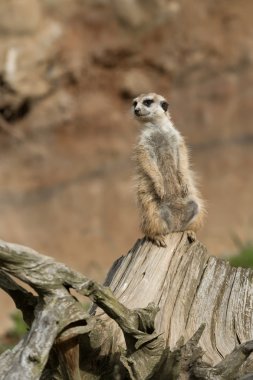 meerkat veya suricate