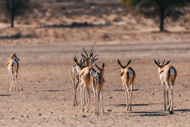 Springbok Antidorcas marsupialis Kgalagadi
