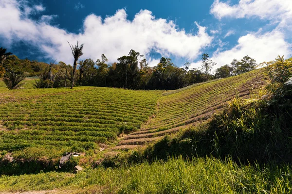 Terraços arrozais no norte de Bali — Fotografia de Stock