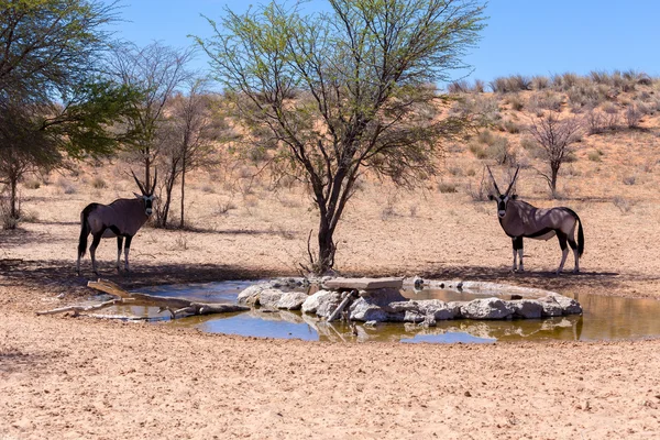 Nyársas antilop, a kgalagadi (Oryx gazella) — Stock Fotó