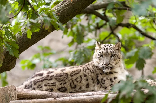 Leopardo de la nieve, Irbis Uncia uncia — Foto de Stock