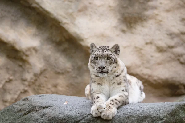 Leopardo da neve, Irbis Uncia uncia — Fotografia de Stock