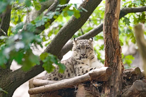 Leopardo de la nieve, Irbis Uncia uncia — Foto de Stock