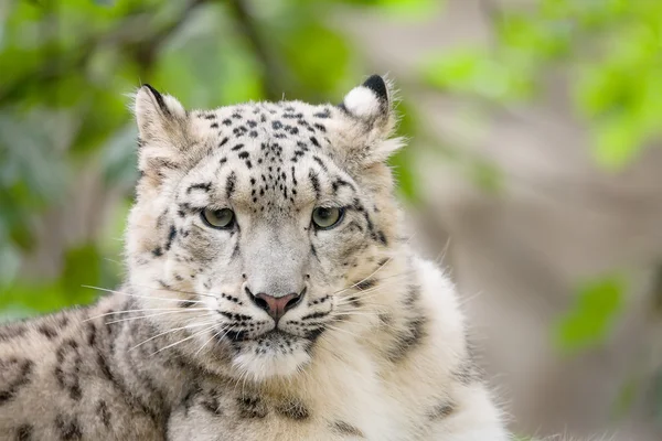 Leopardo de la nieve, Irbis Uncia uncia —  Fotos de Stock