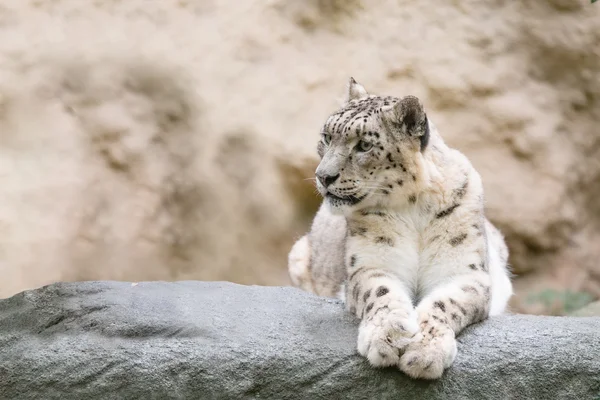 Leopardo de la nieve, Irbis Uncia uncia — Foto de Stock