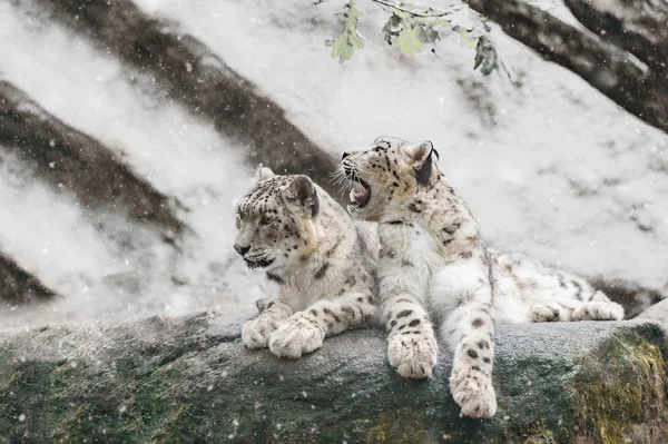 Snow leopard familie, Irbis Uncia uncia — Stockfoto