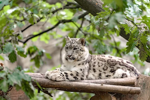 Leopardo da neve, Irbis Uncia uncia — Fotografia de Stock