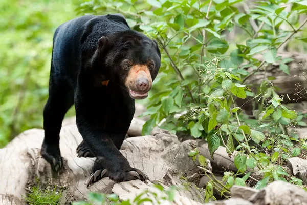 Orso malese o orso sole — Foto Stock