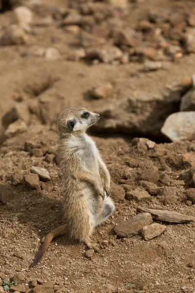 Meerkat veya suricate — Stok fotoğraf