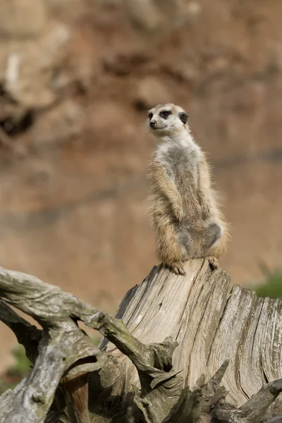 Meerkat або suricate — стокове фото