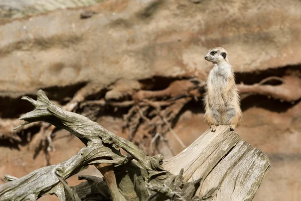 Meerkat o Suricate — Foto Stock
