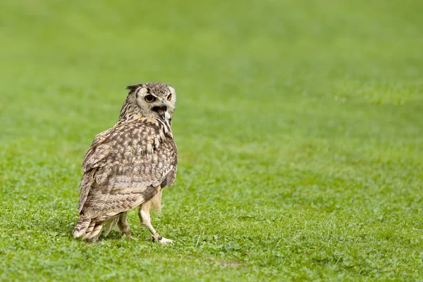 Eurasian Eagle Owl (Bubo bubo) — Stock Photo, Image