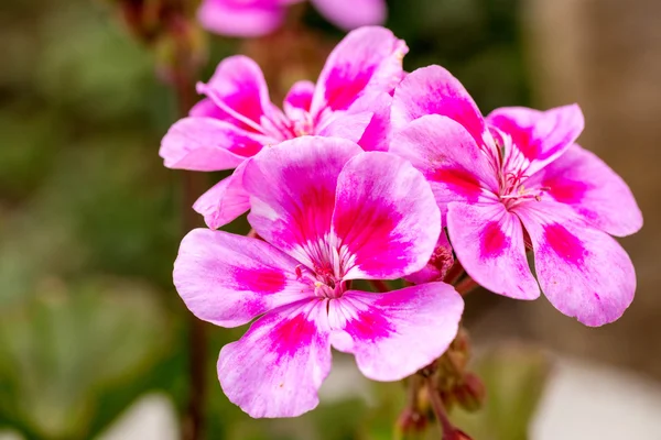 Pink bicolor geraniums — Stock Photo, Image