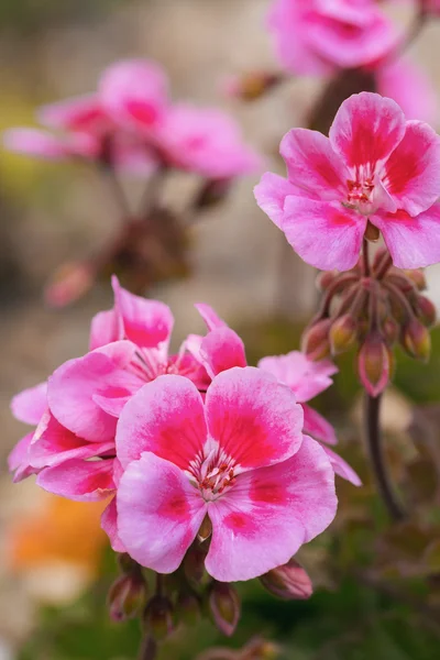 Pink bicolor geraniums — Stock Photo, Image