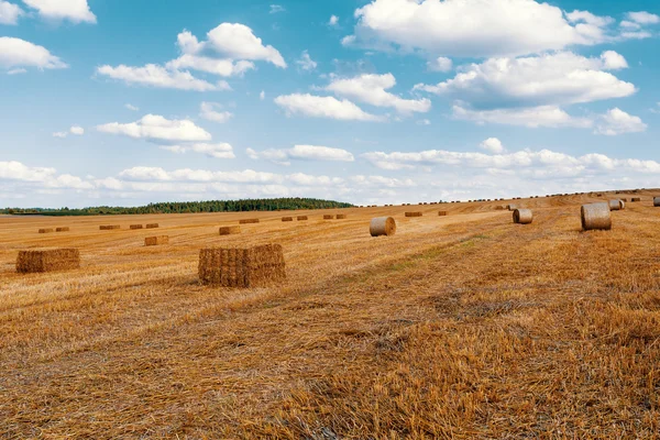 夏にはわら俵付きの収穫場 — ストック写真