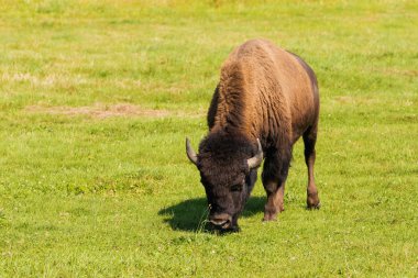 Amerikan bizonu (bizon bizon) sadece buffalo 