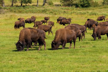 American bison (Bison bison) simply buffalo  clipart