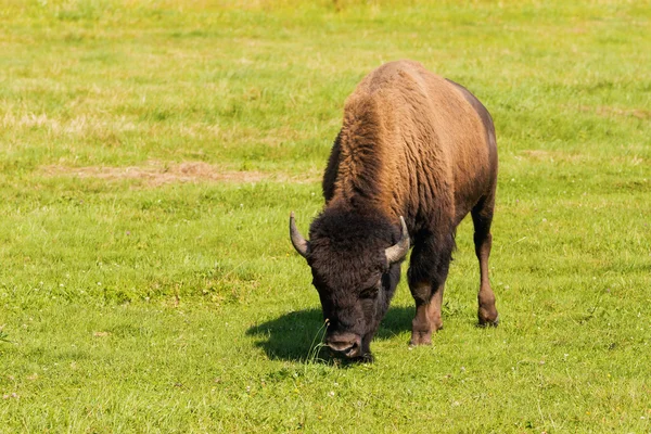 Bisonte-americano (Bisão-bisonte) simplesmente búfalo — Fotografia de Stock