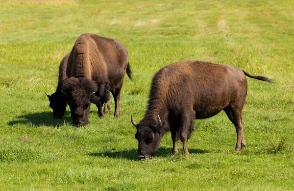 Bisonte-americano (Bisão-bisonte) simplesmente búfalo — Fotografia de Stock