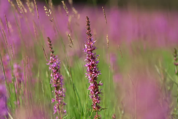 여름 풀밭에서 키 큰 분홍색 꽃 — 스톡 사진