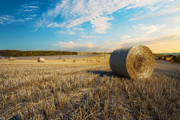 Harvested field with straw bales in summer — Stock Photo, Image