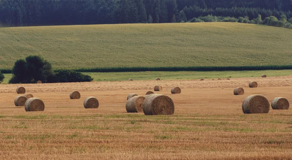 Зібране поле з солом'яними тюками влітку — стокове фото