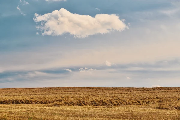 Campo colhido fith nuvem no céu azul — Fotografia de Stock