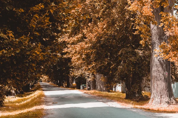 Trees in alley in countryside — Stock Photo, Image