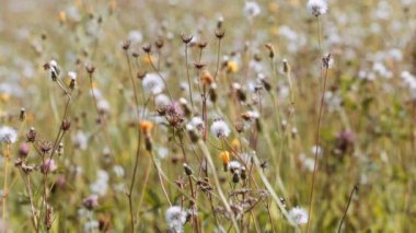 yaz çayır rüzgar tarafından bükme
