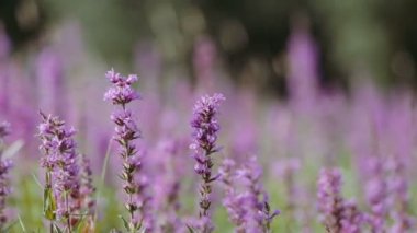 yaz çayır çiçekleri rüzgar tarafından bükme