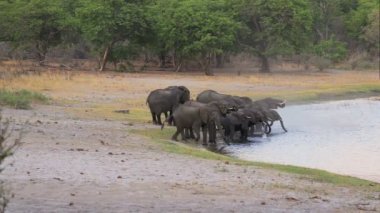 su birikintisi üzerinde Afrika filleri sürü