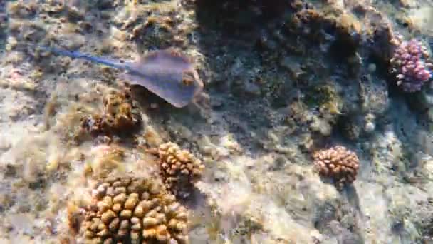 Ray ribbontail Bluespotted (Taeniura lymma) — Αρχείο Βίντεο