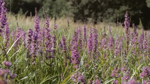 Flowers in summer meadow bending by the wind — Stock Video