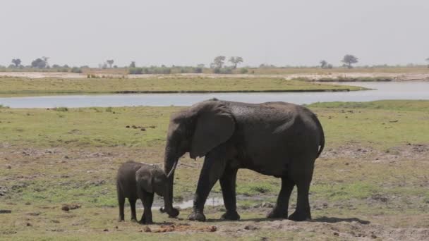 Αφρικανική ελέφαντες μητέρα να φροντίσει το μωρό ελέφαντα της και το ποτό στο νερότρυπα — Αρχείο Βίντεο