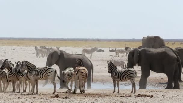 Trou d'eau surpeuplé avec éléphants, zèbres, springbok et orix — Video