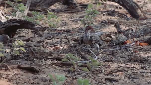 Jonge baby van geel-gefactureerde neushoornvogel lookung voor de menselijke voeding op grond — Stockvideo