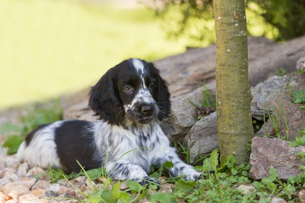 英国可卡犬的小狗 — 图库照片