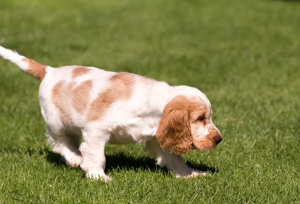 英国可卡犬的小狗 — 图库照片