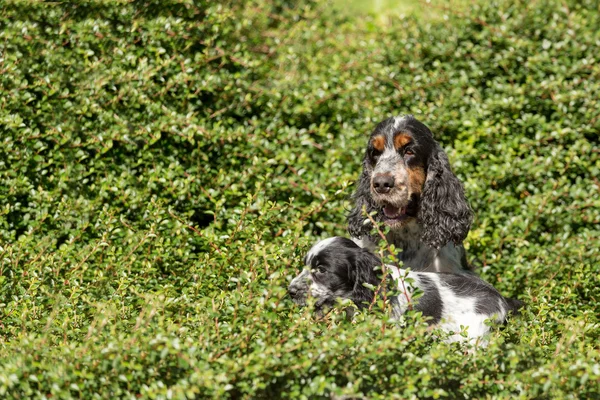 Zewnątrz portret cocker spaniel angielski — Zdjęcie stockowe