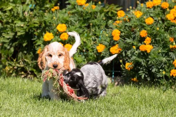 Inglés cocker spaniel puppy — Foto de Stock