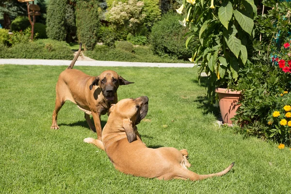 Dwa kobiece Fila Brasileiro (Mastif brazylijski) — Zdjęcie stockowe