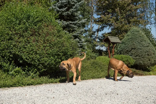 Zwei Weibchen von fila brasileiro (brasilianische Dogge)) — Stockfoto