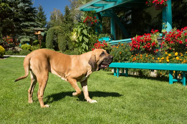 Mulher de Fila Brasileiro (Mastim Brasileiro ) — Fotografia de Stock