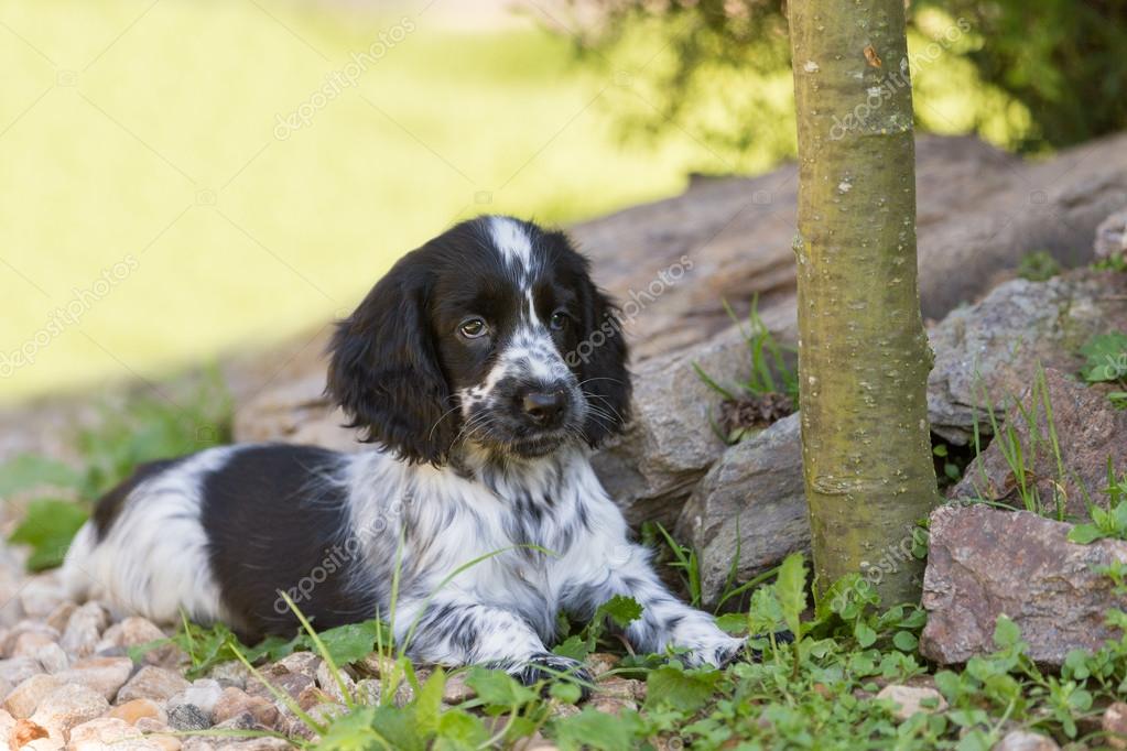 spotted cocker spaniel