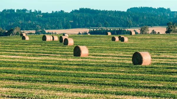 harvested field with straw bales in summer